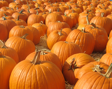 Kids Clay County and Bradford County: Pumpkin Patches - Fun 4 Clay Kids