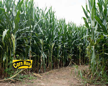 Kids Clay County and Bradford County: Corn Mazes and Farm Fun - Fun 4 Clay Kids