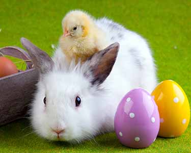 Kids Clay County and Bradford County: Easter Bunny Events - Fun 4 Clay Kids