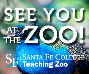 Santa Fe College Teaching Zoo - See You At the Zoo - Peacock