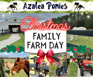 Christmas Azalea Ponies Farm Day.png