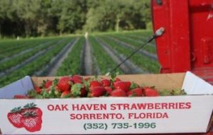 Oak Haven Farms & Winery