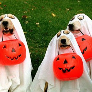 Dog-o-ween Party & Glow Walk
