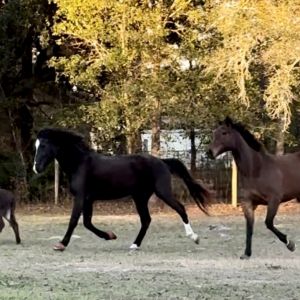 Sweet Chili Farm and Stables