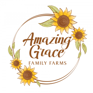 Amazing Grace Family Farms U-Pick Sunflowers