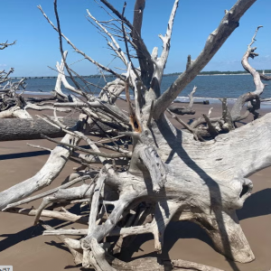 Jacksonville: Big Talbot Island State Park Blackrock Beach