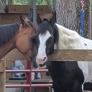 Middleton Stables, LLC.